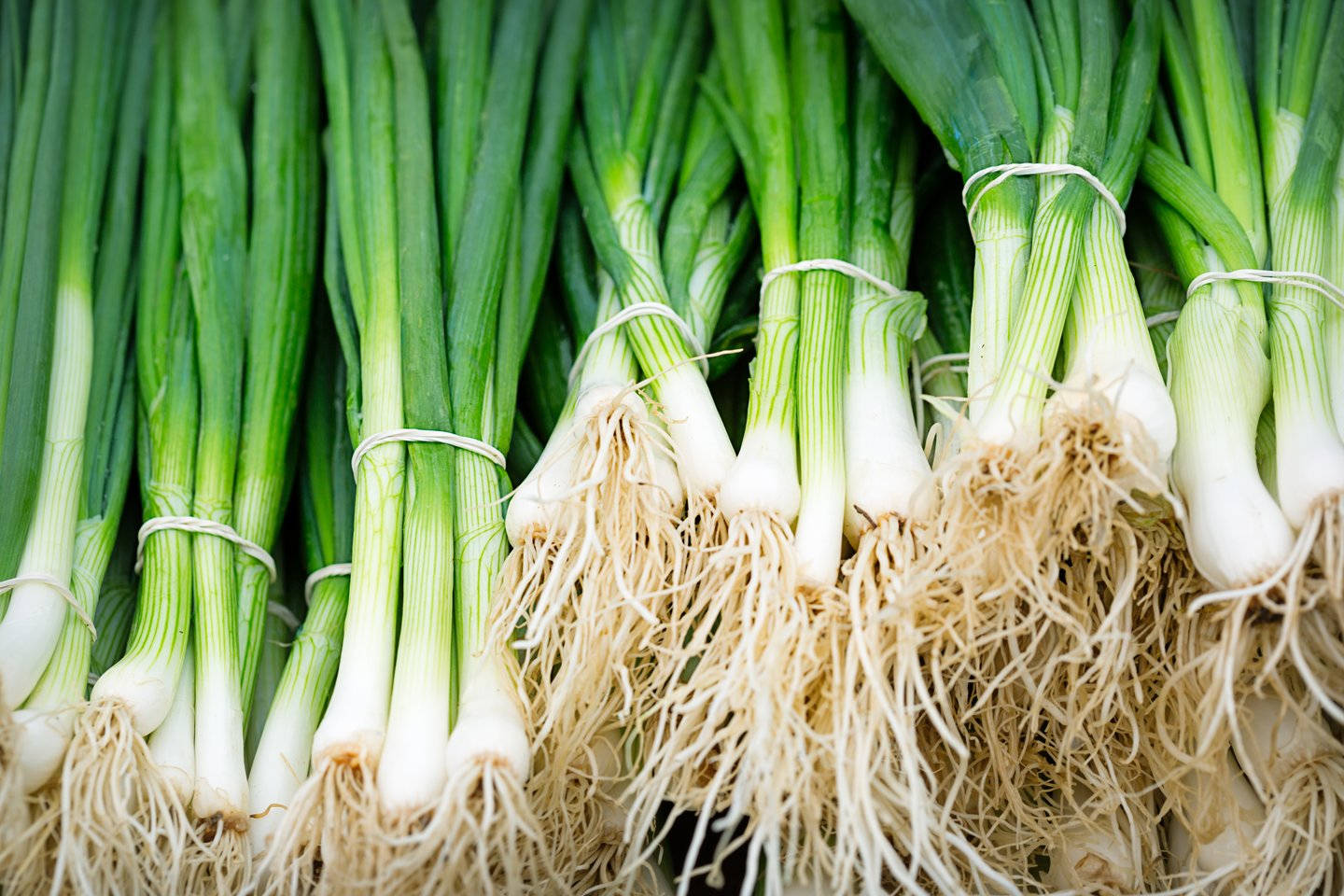 spring onions, fresh green onions, white roots, HD Desktop Wallpaper