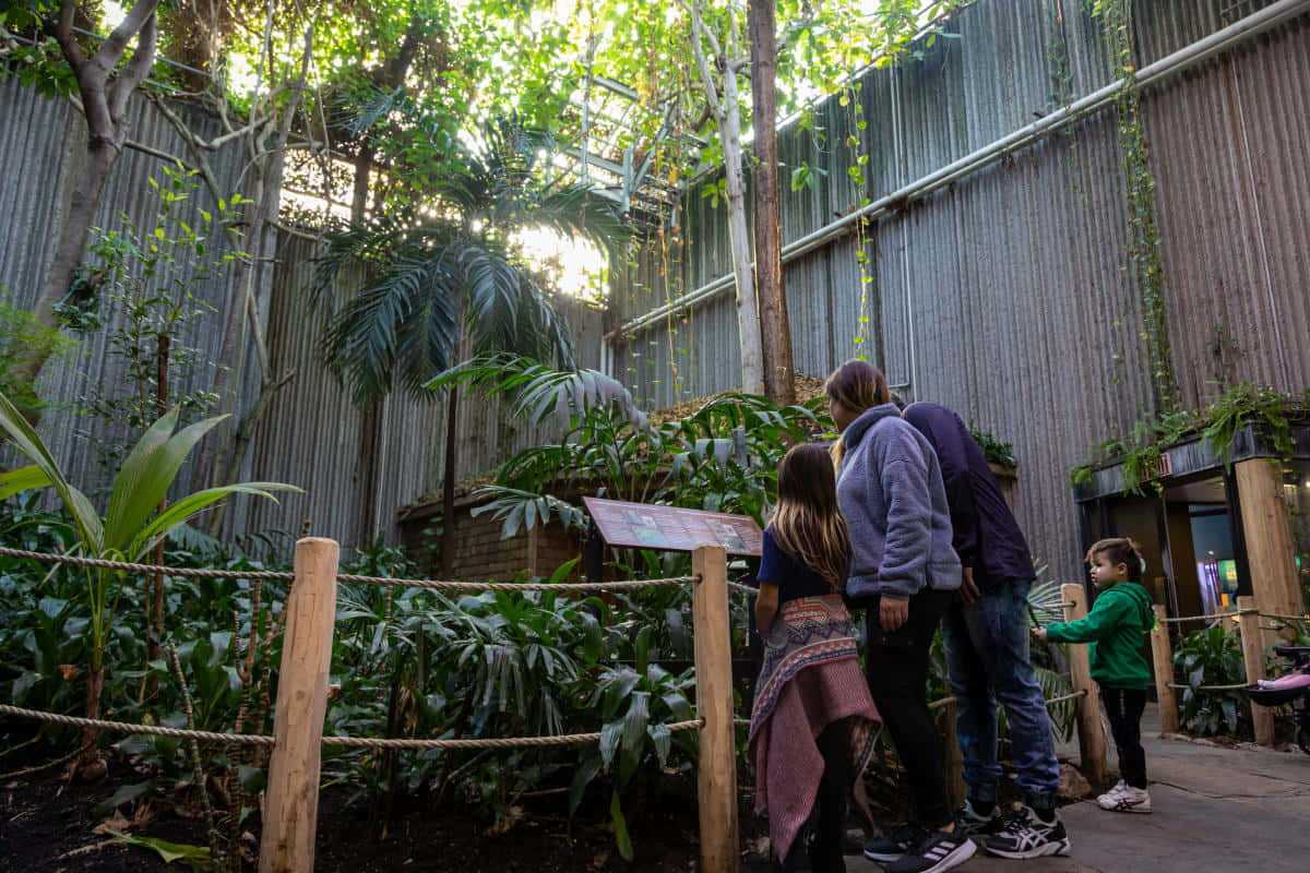 Ontario Science Centre, rainforest exhibit, rope barriers, SD Desktop Wallpaper