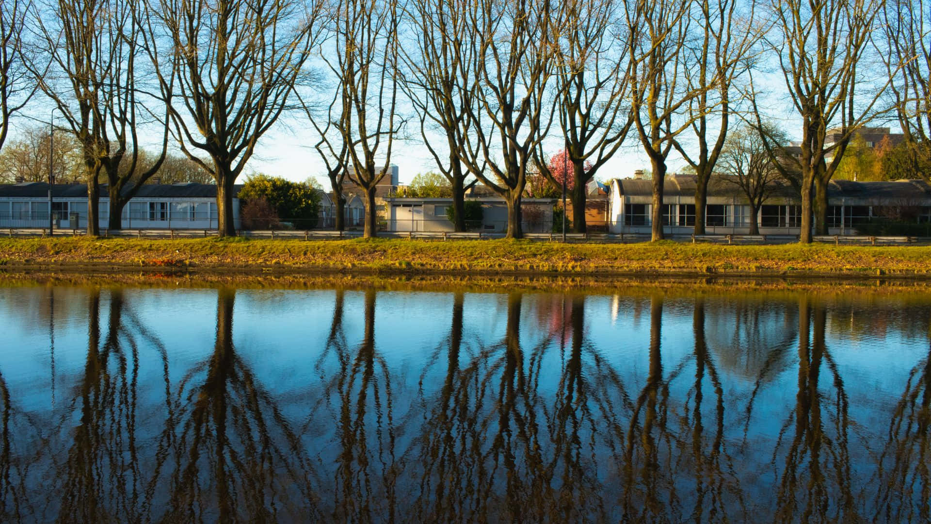 Oosterhout, calm pond, intricate branches, Full HD Desktop Wallpaper