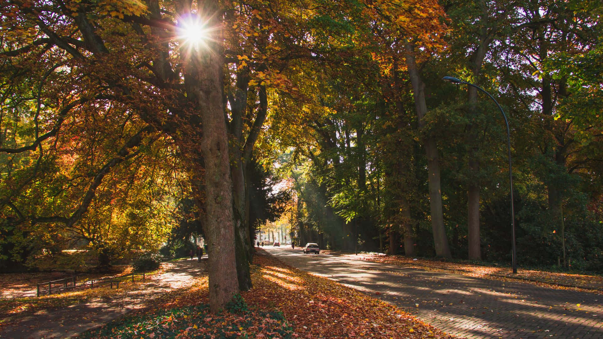 autumn sunburst, golden autumn leaves, tree-lined road, Full HD Desktop Wallpaper