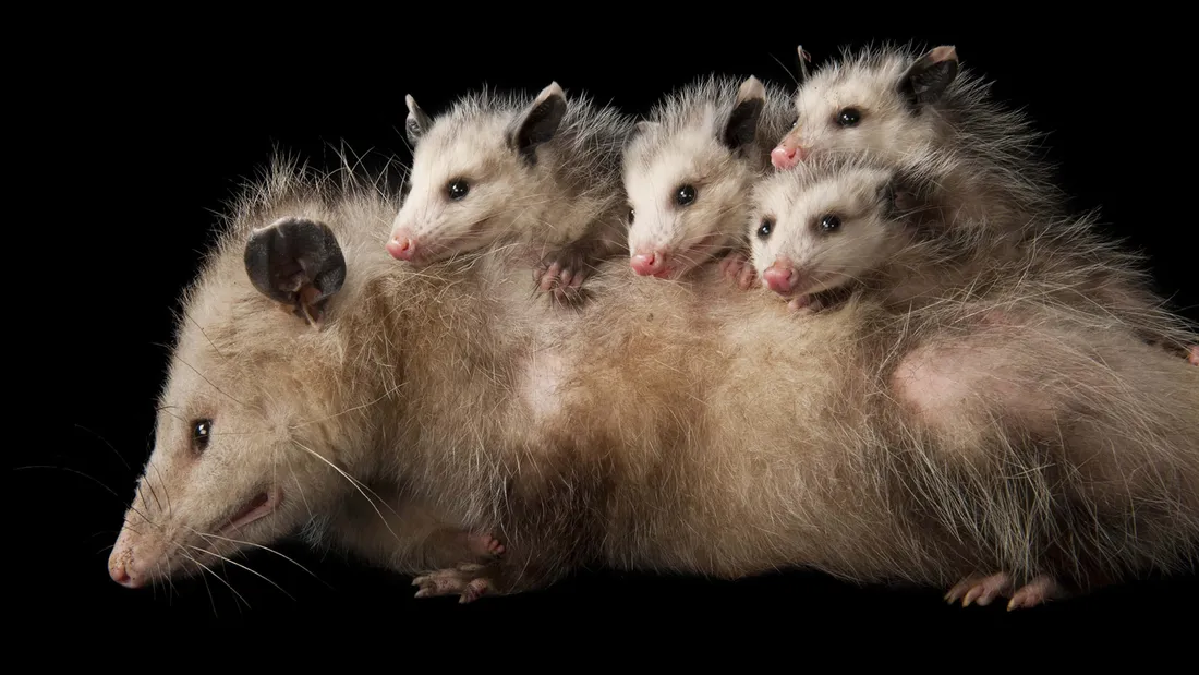 Opossum