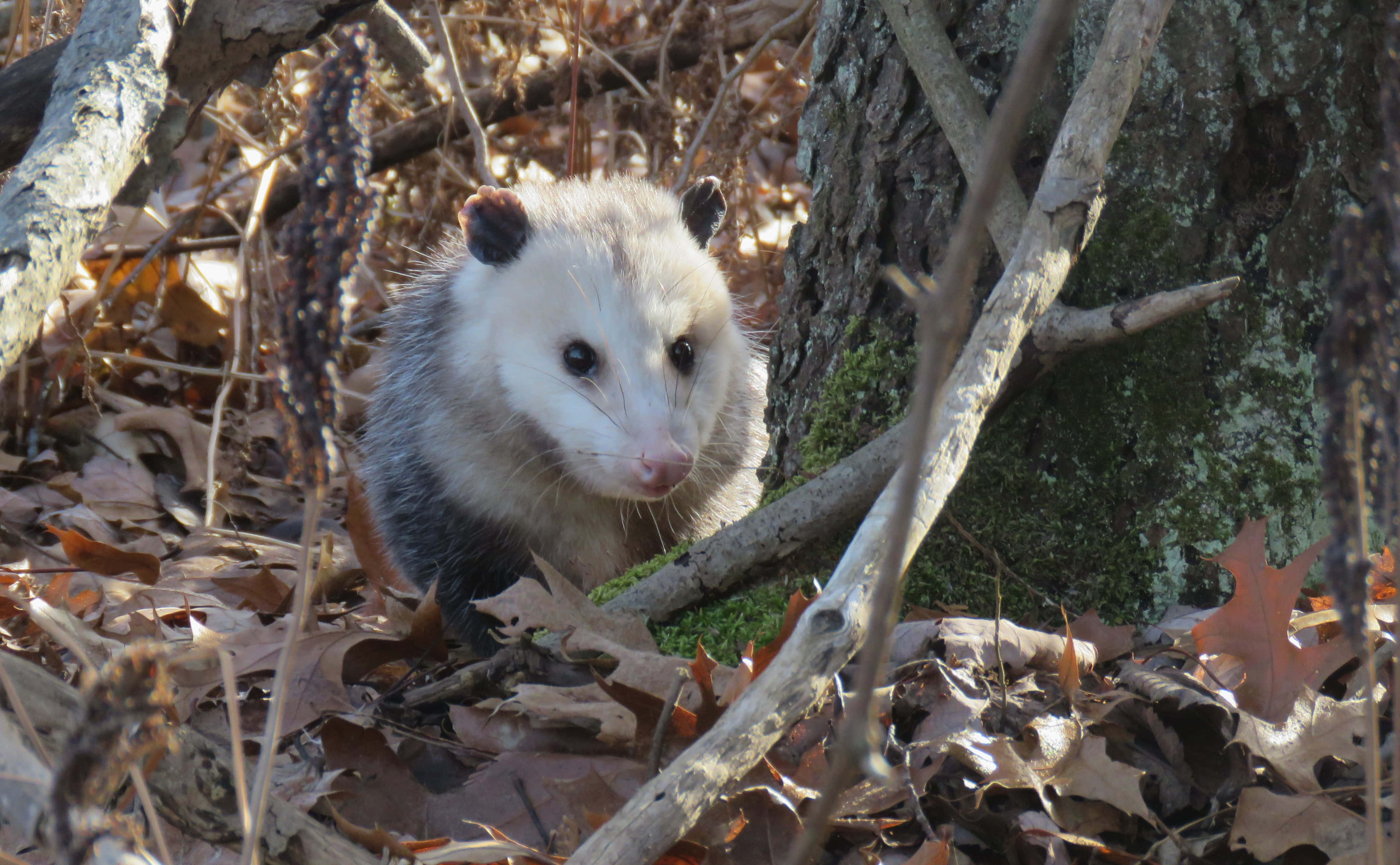 opossum, autumn leaves, mossy bark, 4K Desktop Wallpaper