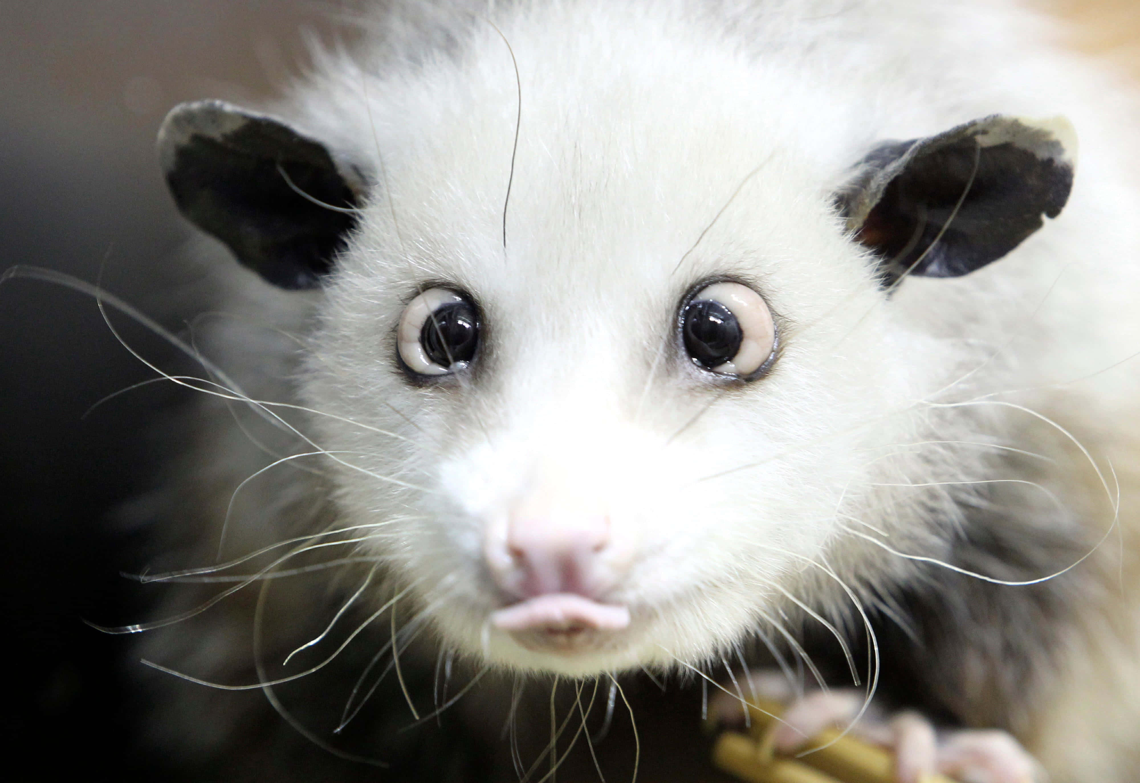 young opossum, fluffy white opossum, large dark eyes, 4K Desktop Wallpaper