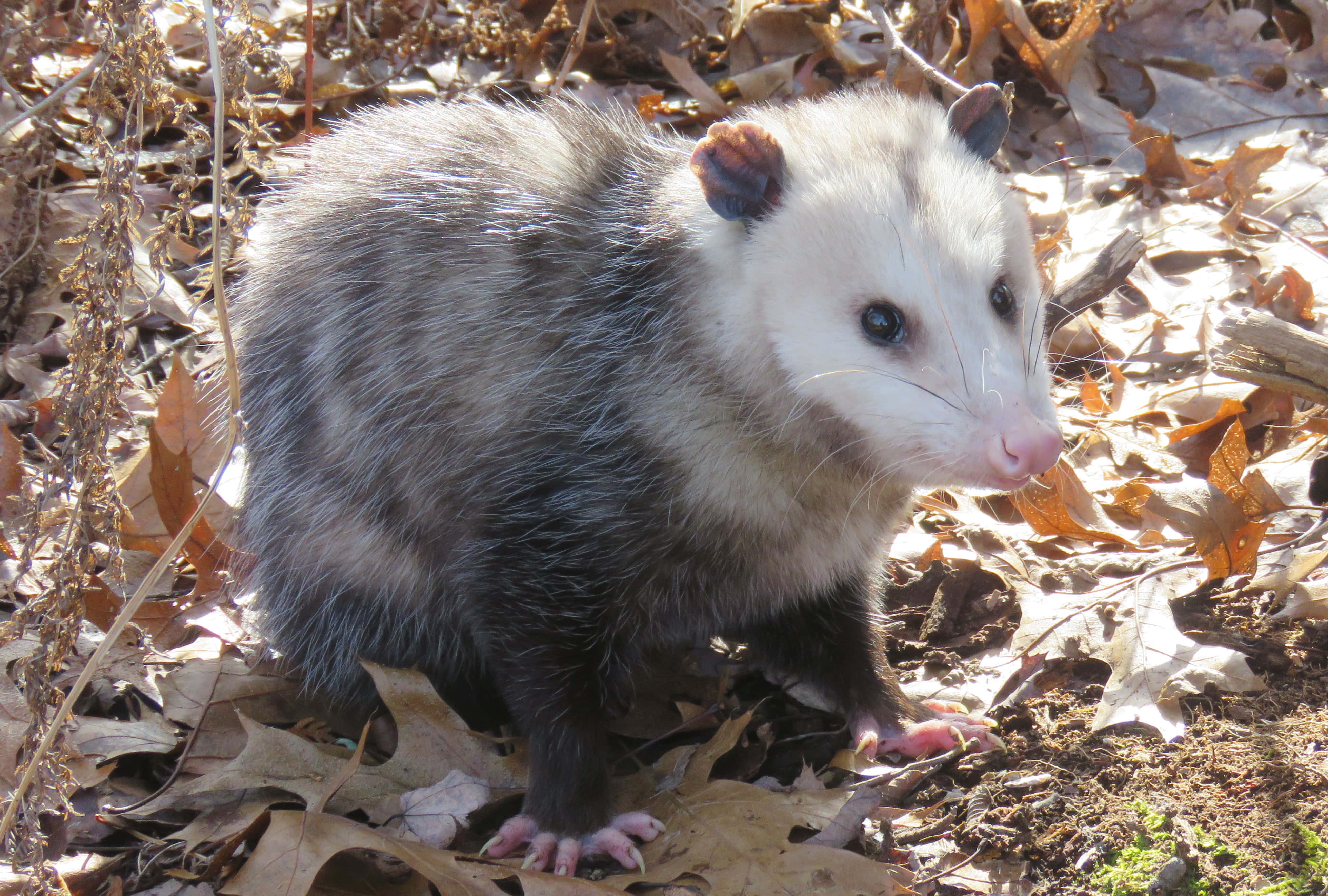 opossum, natural habitat, dry brown leaves, 4K Desktop Wallpaper
