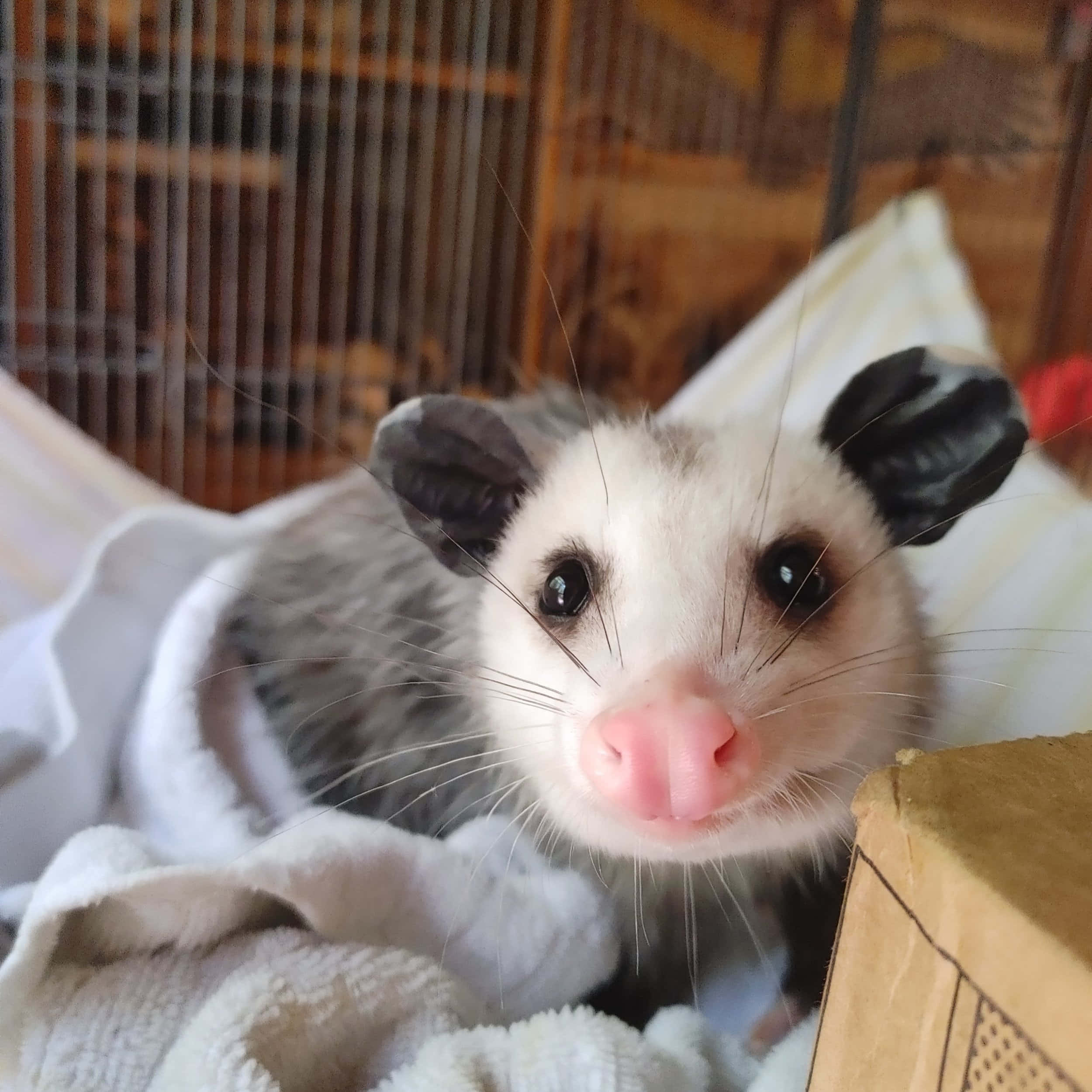curious opossum, white towel, wooden cage, Full HD Desktop Wallpaper