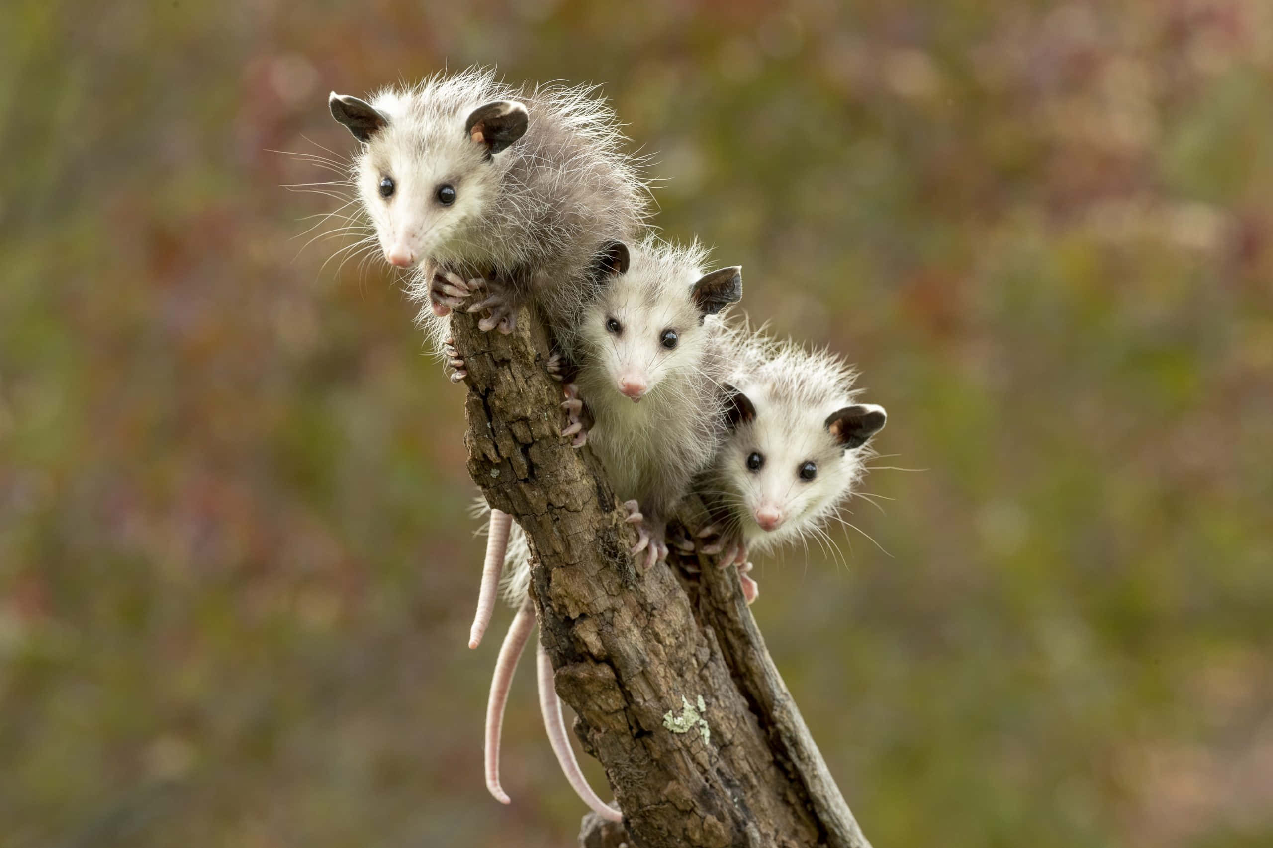 baby opossums, tree branch, autumn backdrop, 2K Desktop Wallpaper