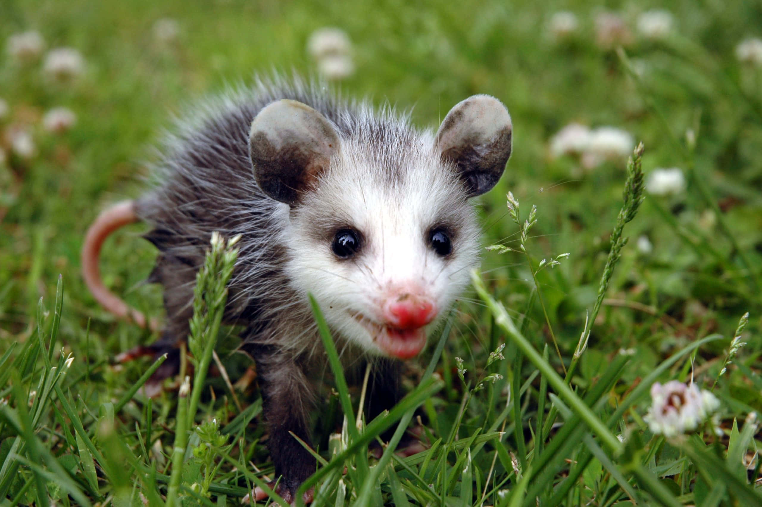 baby opossum, pink nose, wide eyes, 2K Desktop Wallpaper