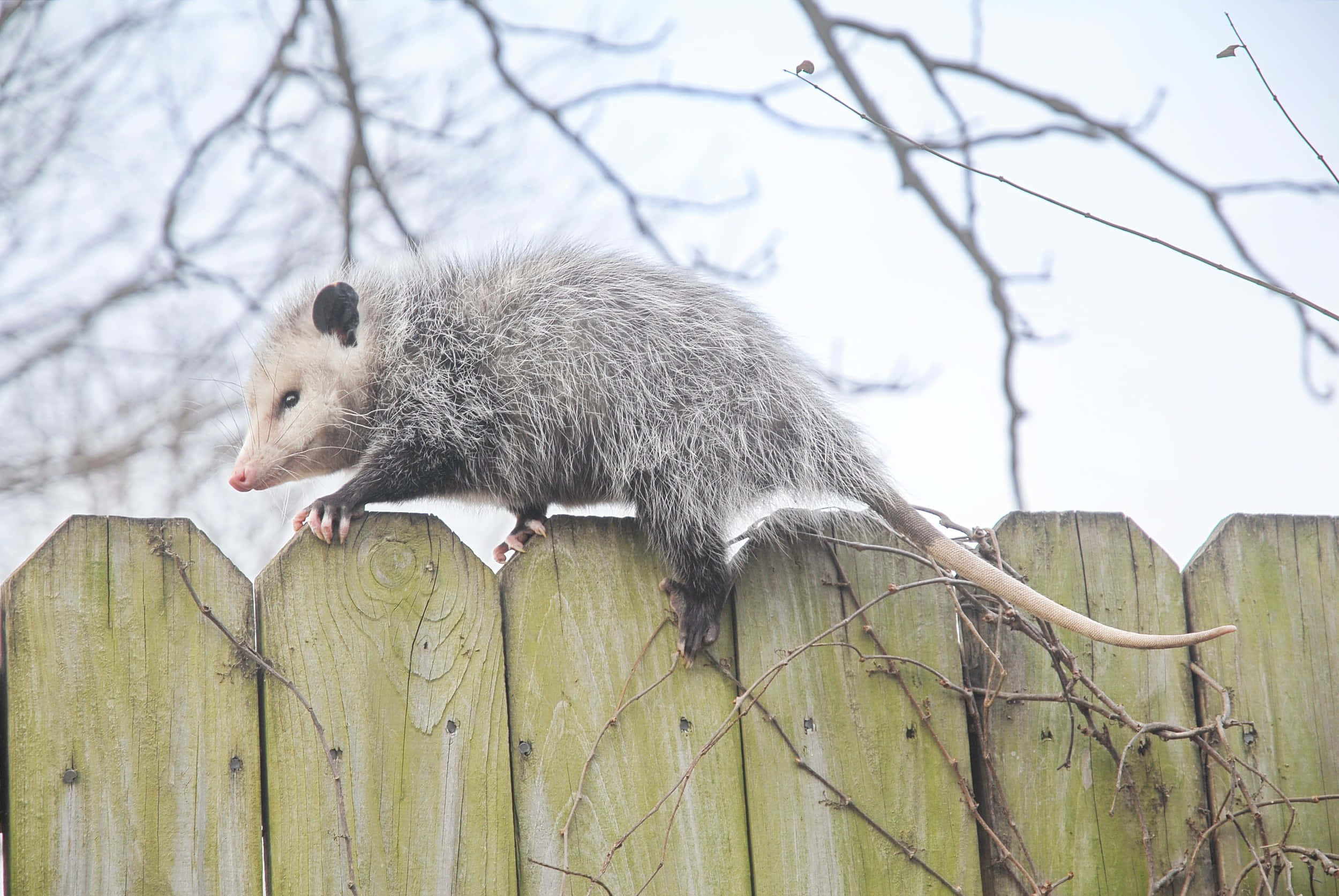 opossum, gray opossum, weathered wooden fence, Full HD Desktop Wallpaper