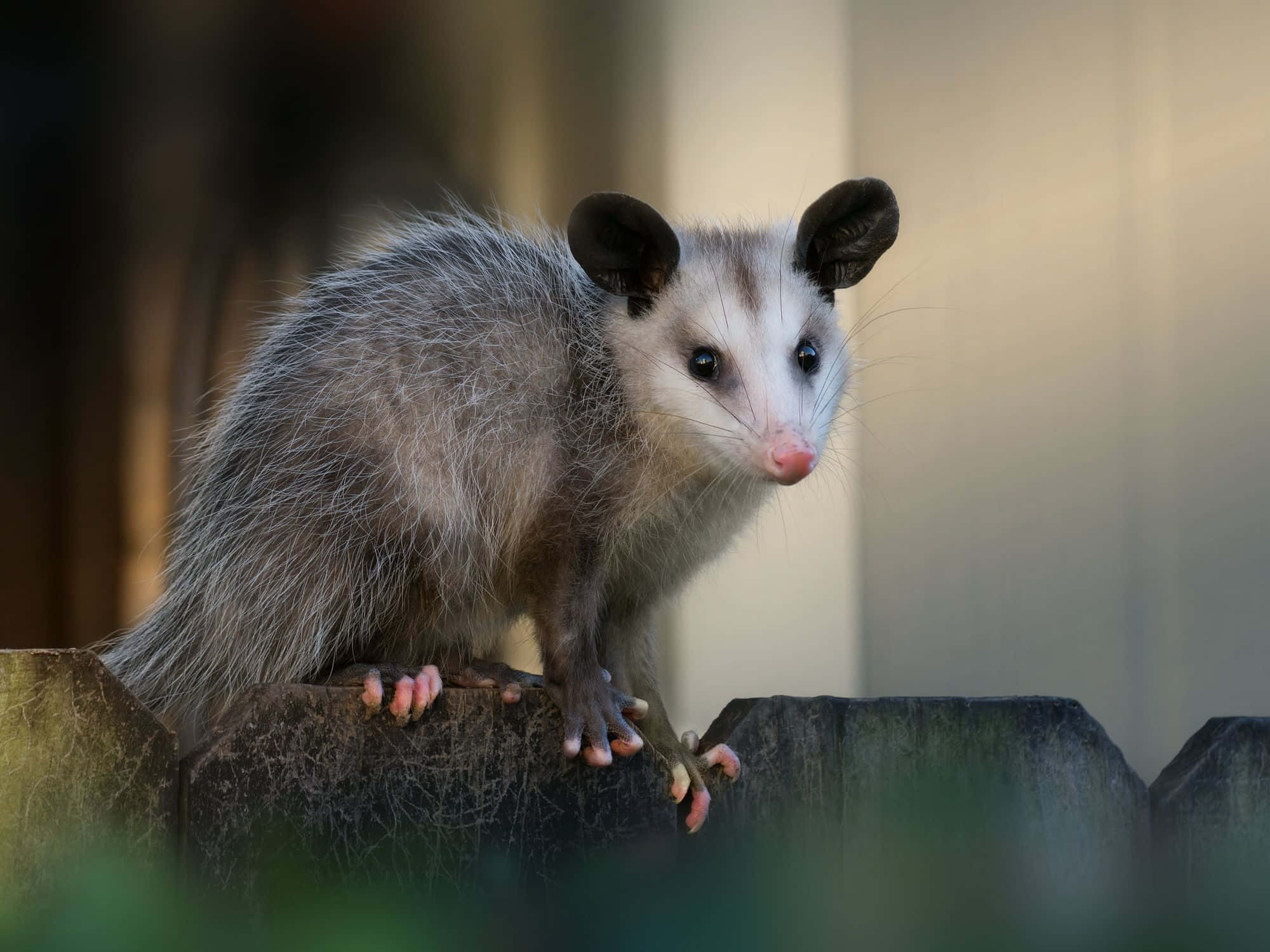 opossum, log, weathered wooden fence post, Full HD Desktop Wallpaper