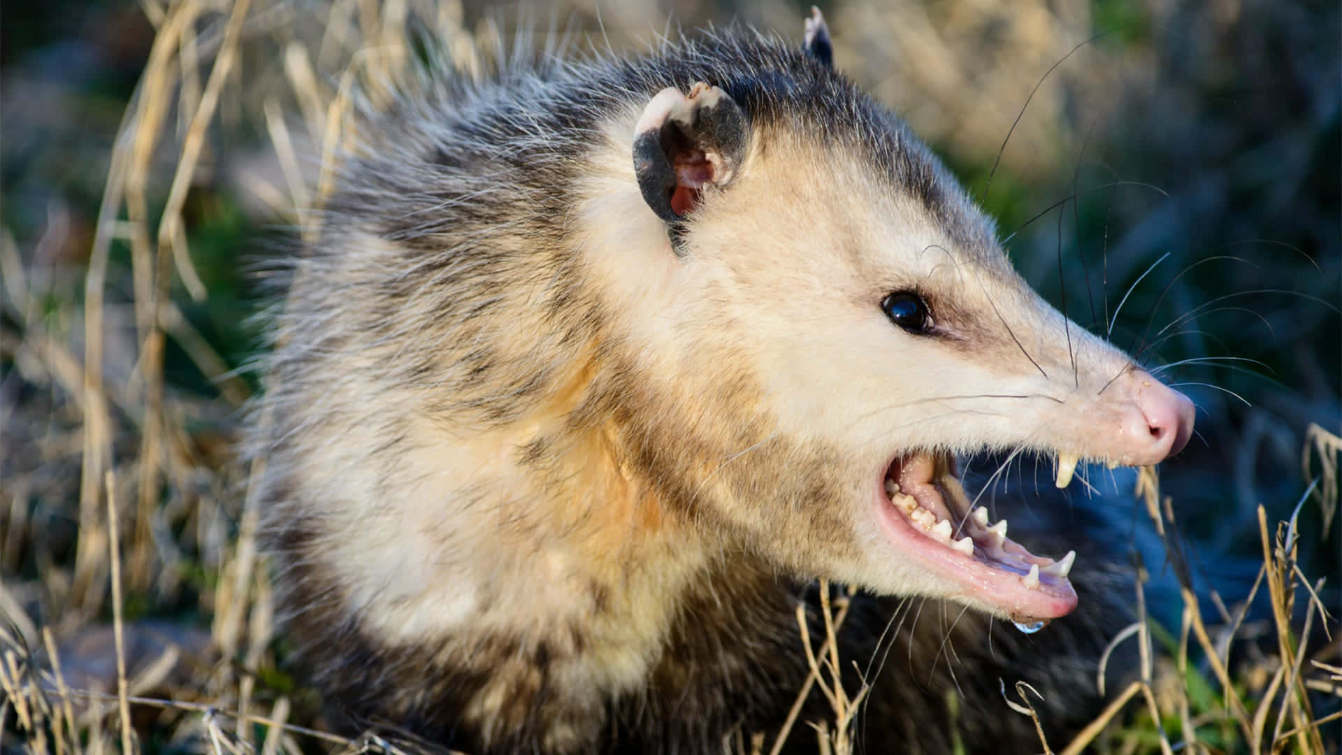 opossum, teeth, grass, Full HD Desktop Wallpaper