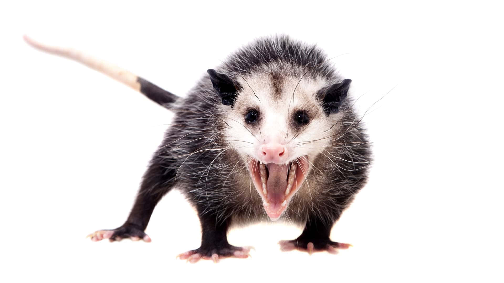 aggressive opossum, bared teeth, wide eyes, Full HD Desktop Wallpaper