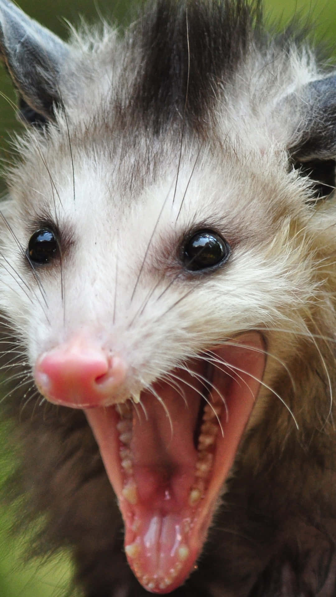 opossum, mouth wide open, teeth, Full HD Phone Wallpaper