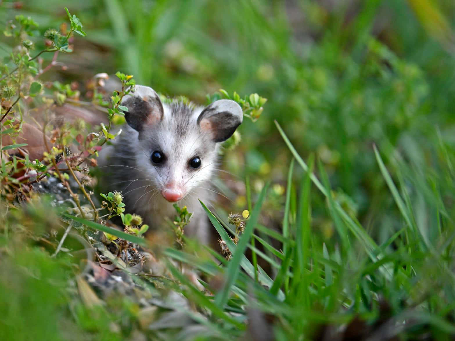 opossum, vibrant green grass, wildflowers, HD Desktop Wallpaper