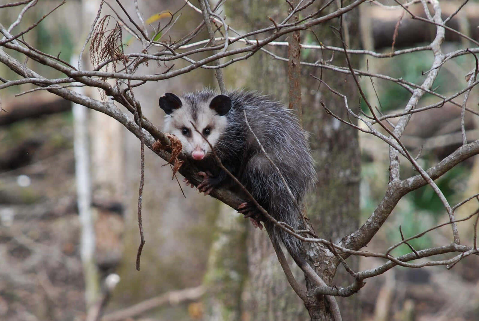 opossum, tree branches, forest, HD Desktop Wallpaper