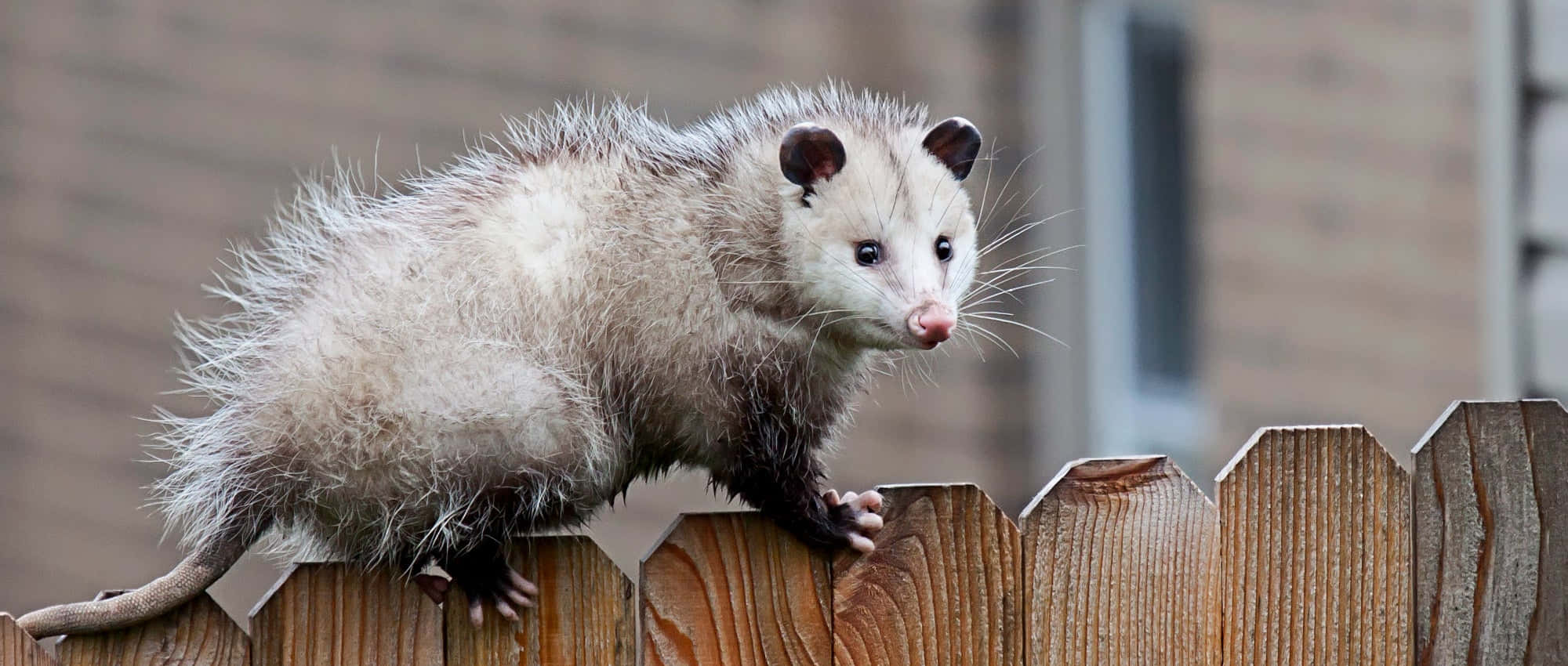 opossum, nighttime, weathered wooden fence, Full HD Desktop Wallpaper