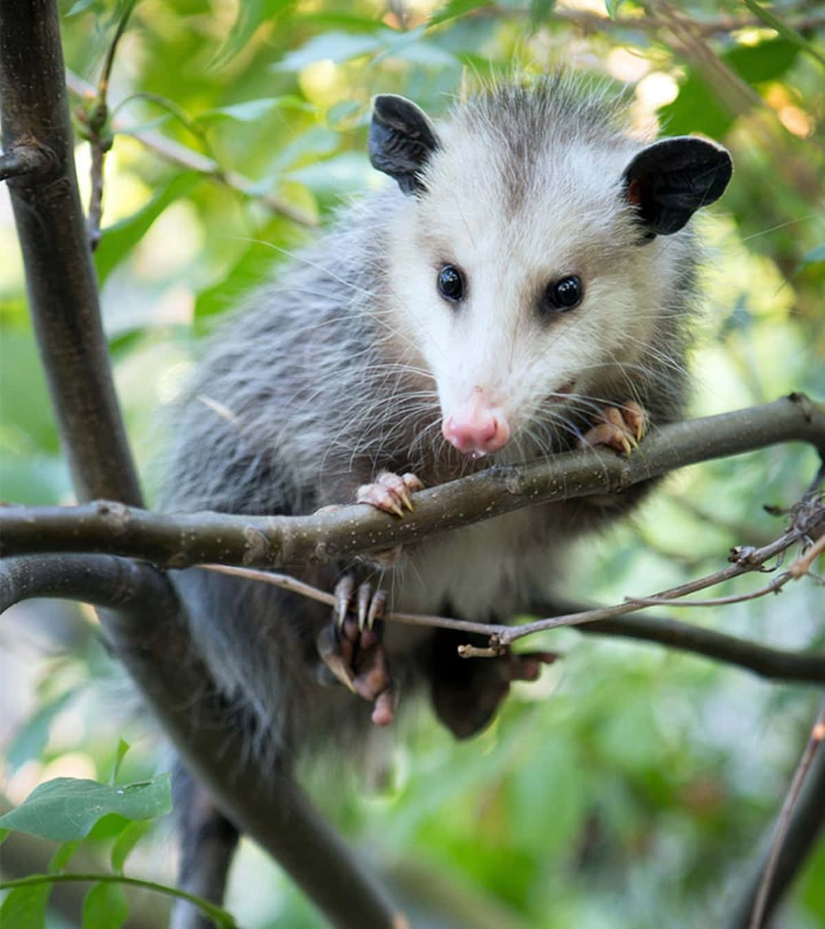opossum, tree branches, lush green foliage, HD Phone Wallpaper