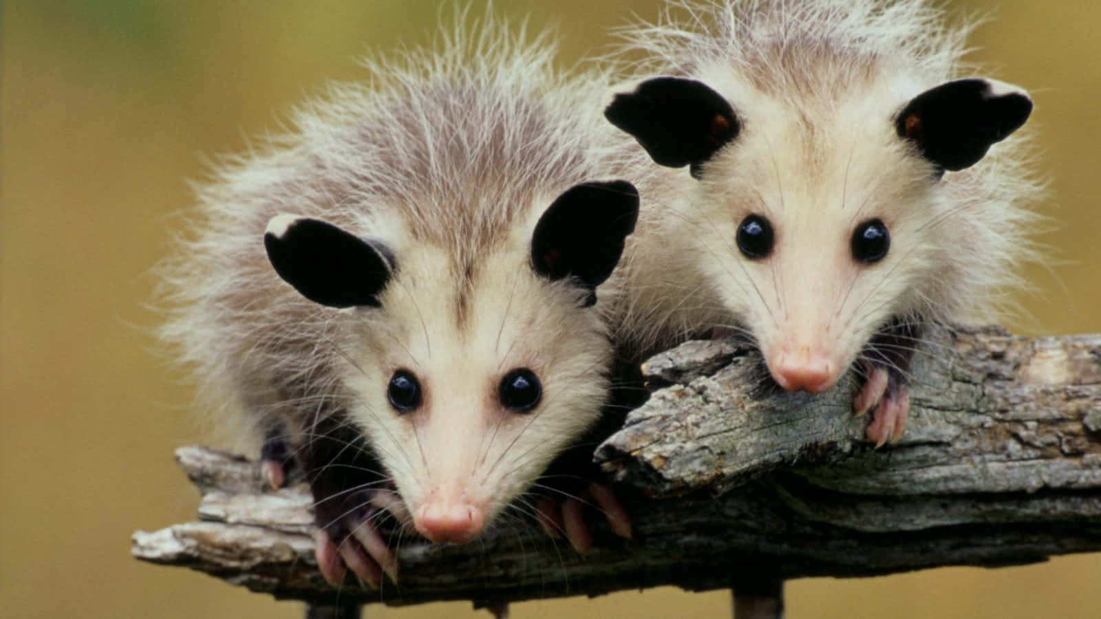 opossum, wilderness, weathered log, HD Desktop Wallpaper