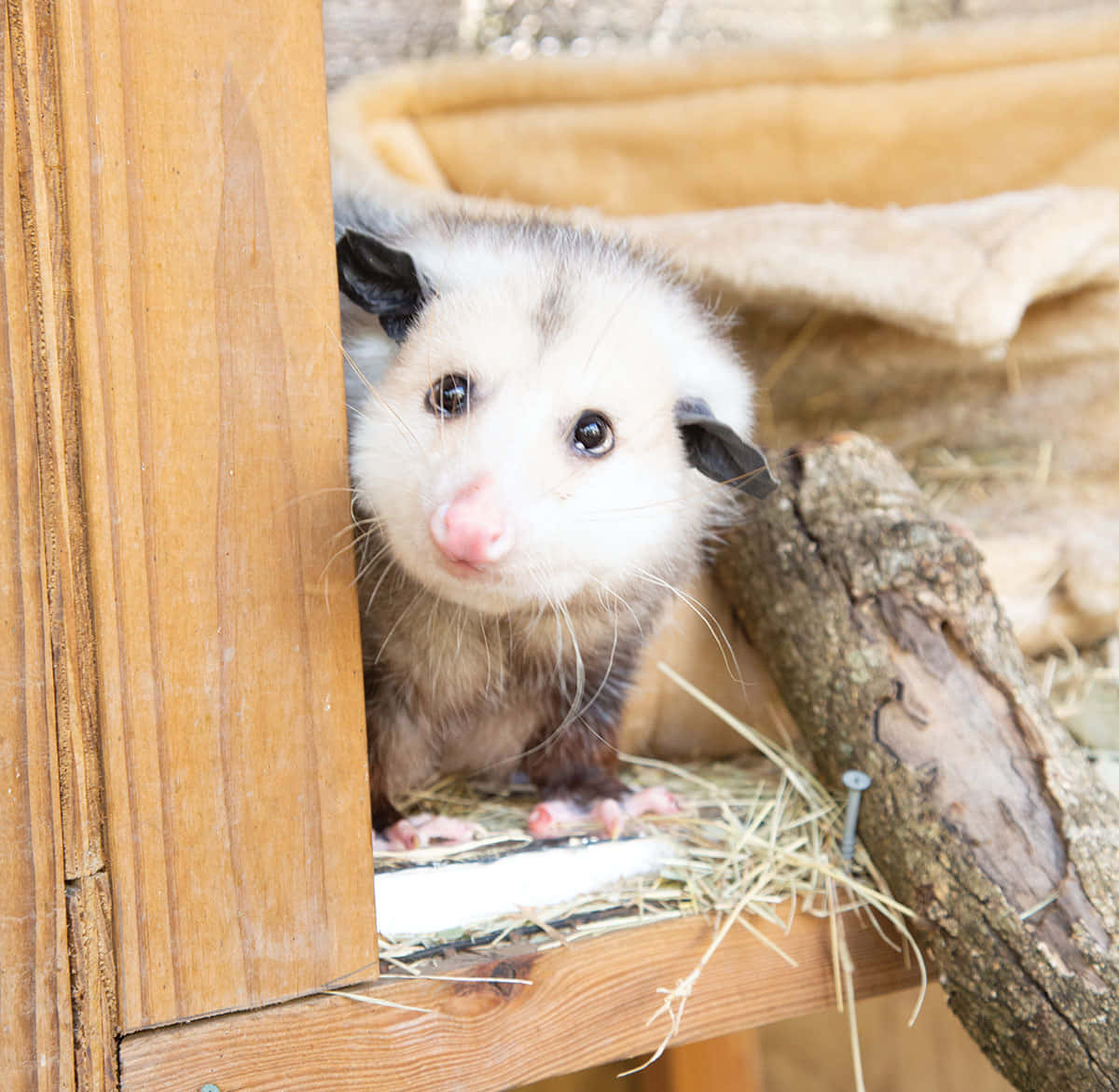 curious opossum, wooden enclosure, hay, SD Desktop Wallpaper