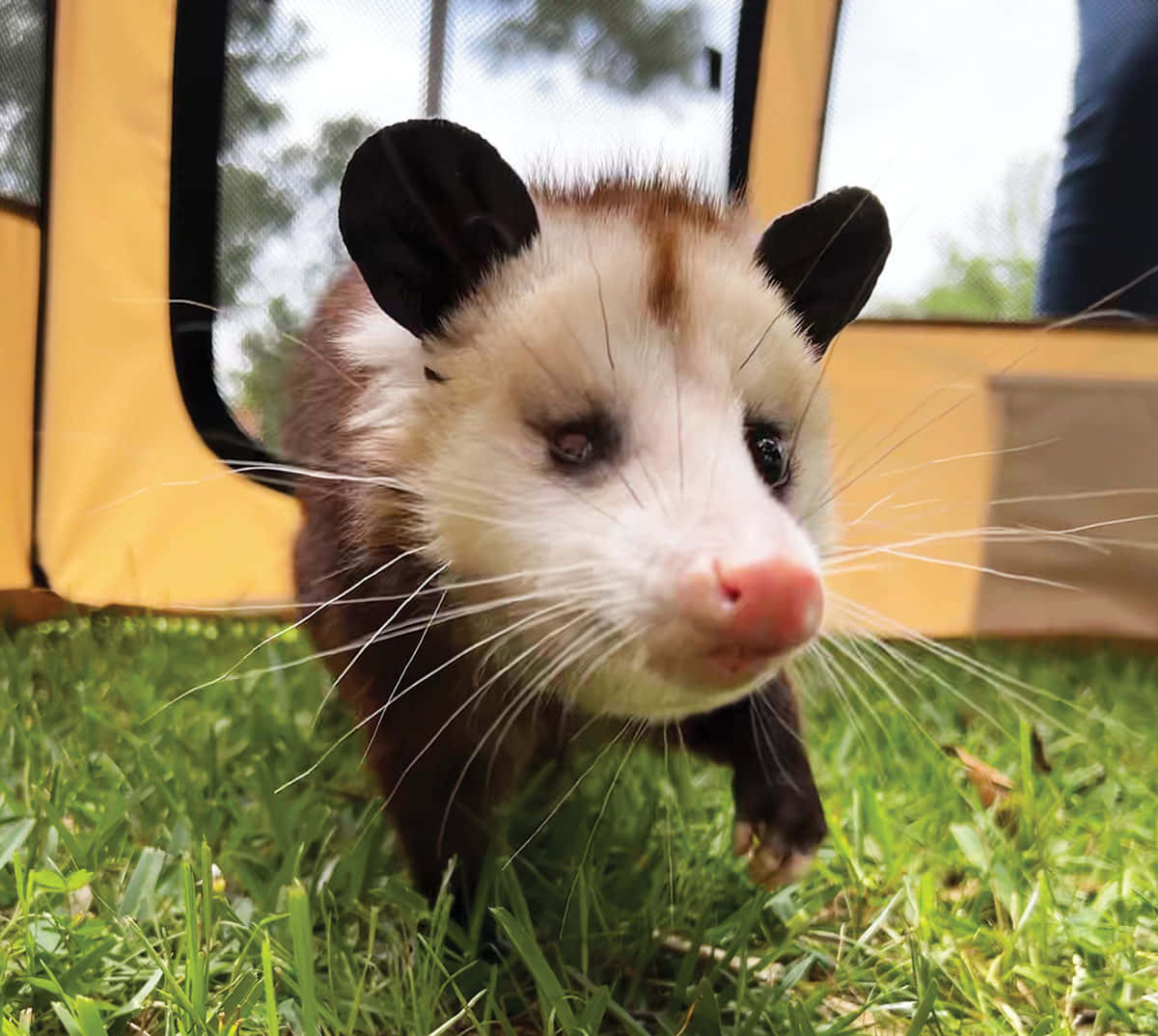 opossum, yellow pet carrier, sunny grassy lawn, SD Desktop Wallpaper