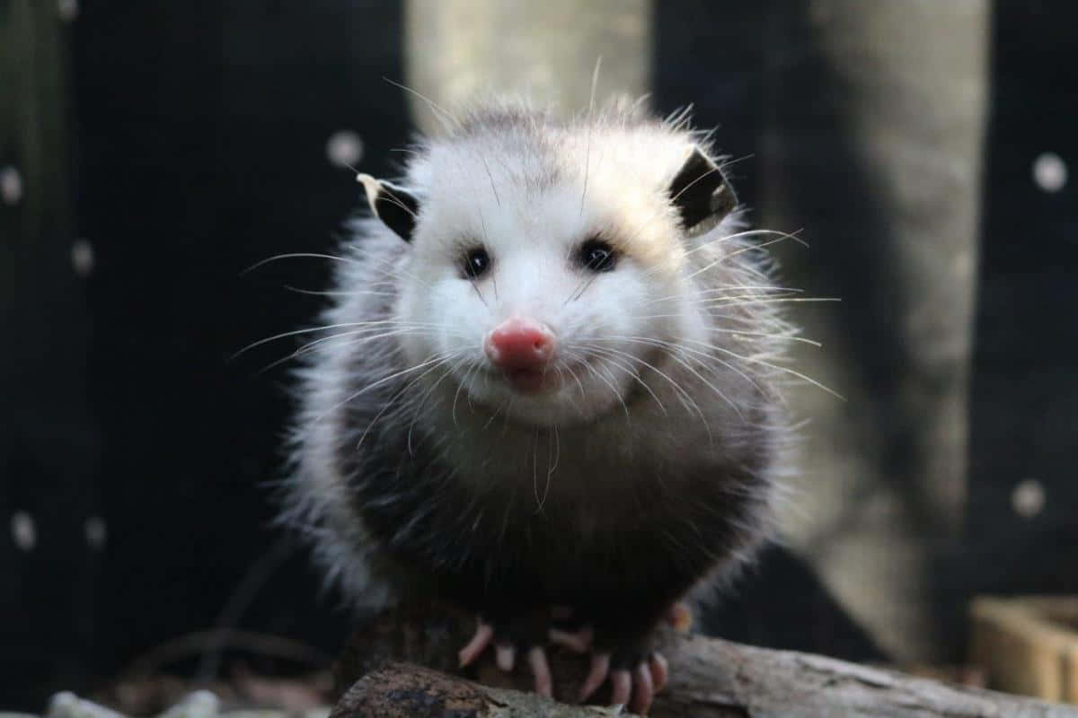 opossum, pink nose, dark eyes, SD Desktop Wallpaper