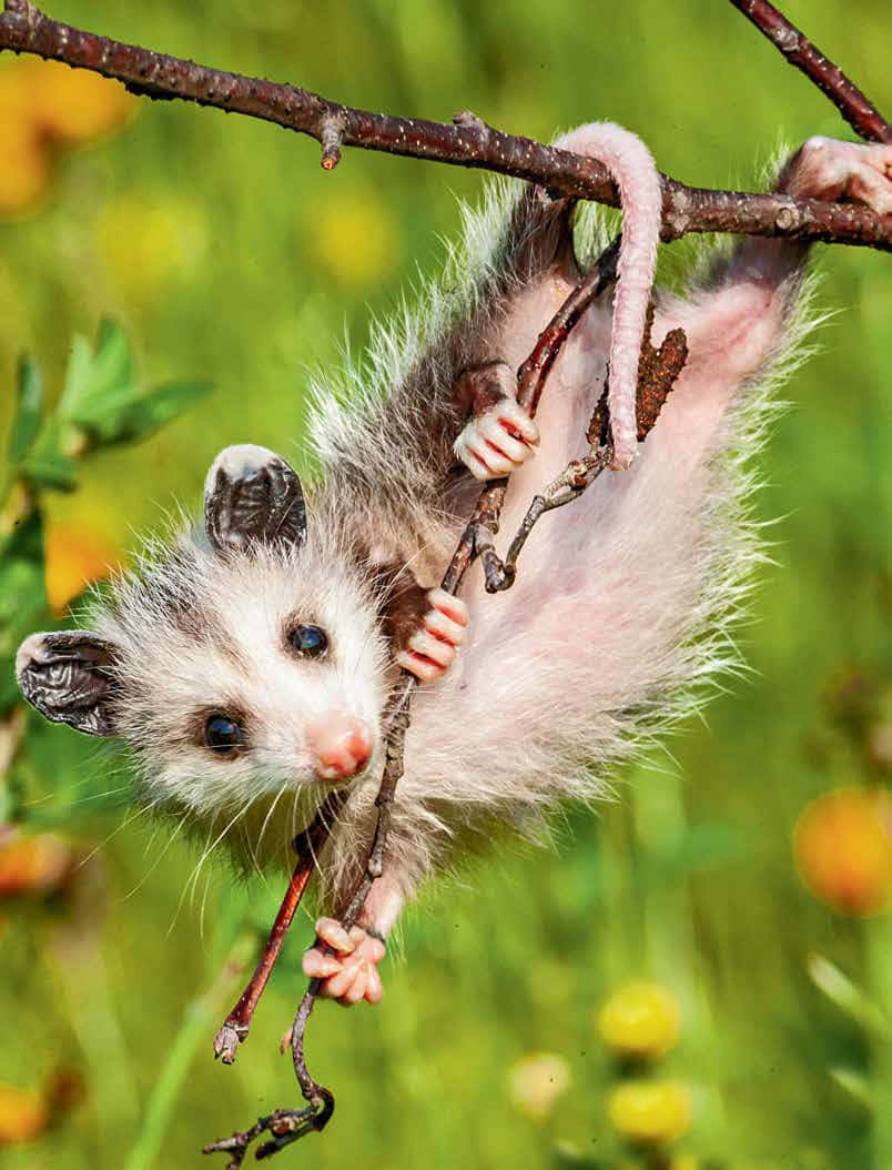 opossum, branch, bright green grass, SD Phone Wallpaper