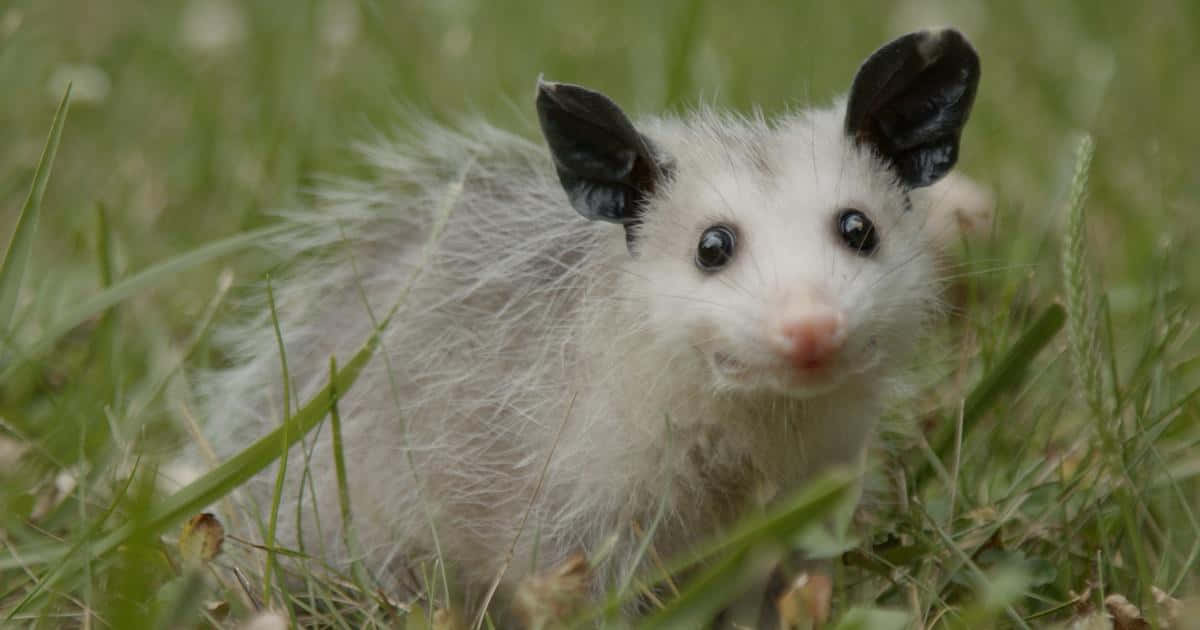 baby opossum, white opossum, black ears, SD Desktop Wallpaper