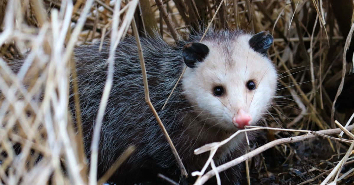 Curious Opossumin Habitat, opossum, dry grass, SD Desktop Wallpaper