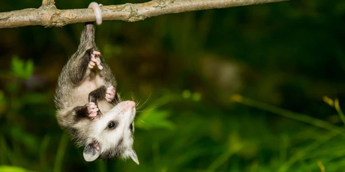 opossum, tree branch, green forest backdrop, SD Desktop Wallpaper