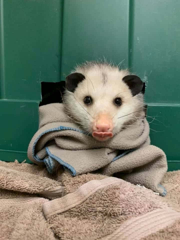 cozy opossum, towel, green paneled wall, SD Phone Wallpaper
