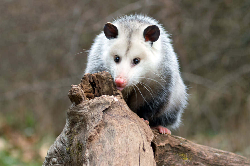 opossum, log, weathered tree stump, SD Desktop Wallpaper