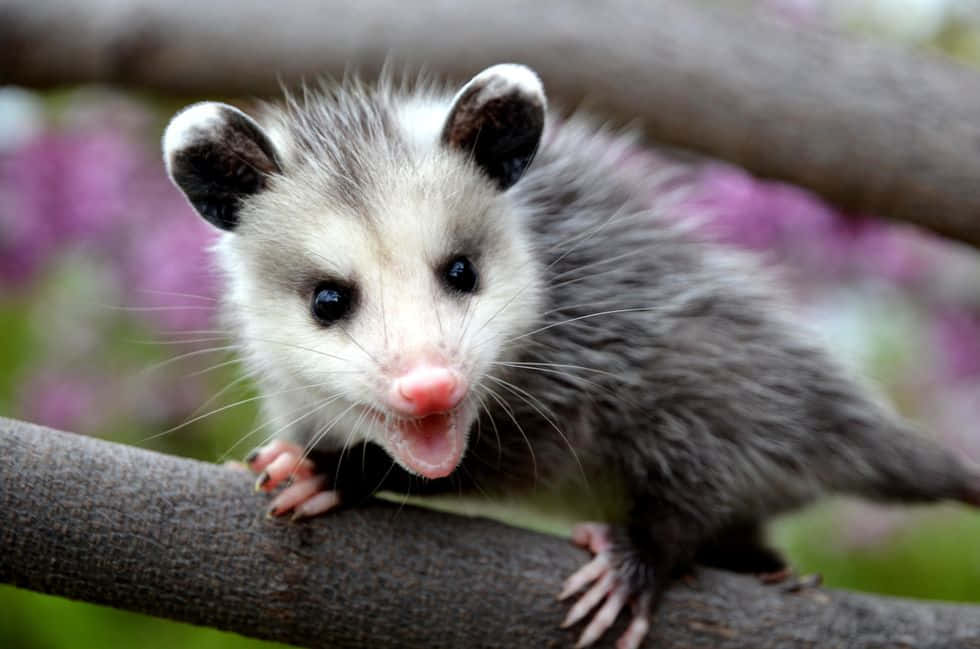 opossum, tree branch, pink nose, SD Desktop Wallpaper