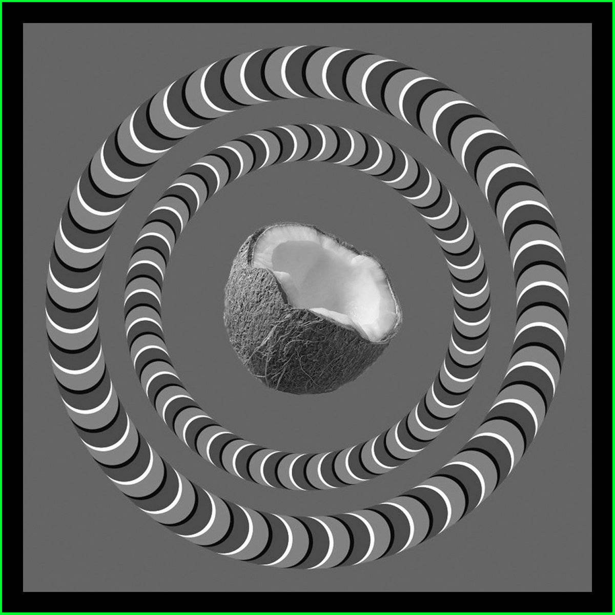 halved coconut, concentric rings, hypnotic, SD Desktop Wallpaper