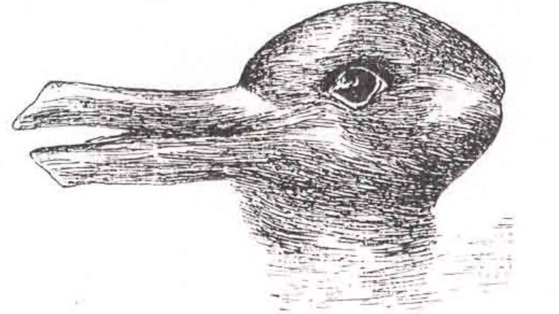 duck, rabbit, black and white sketch, Full HD Desktop Wallpaper