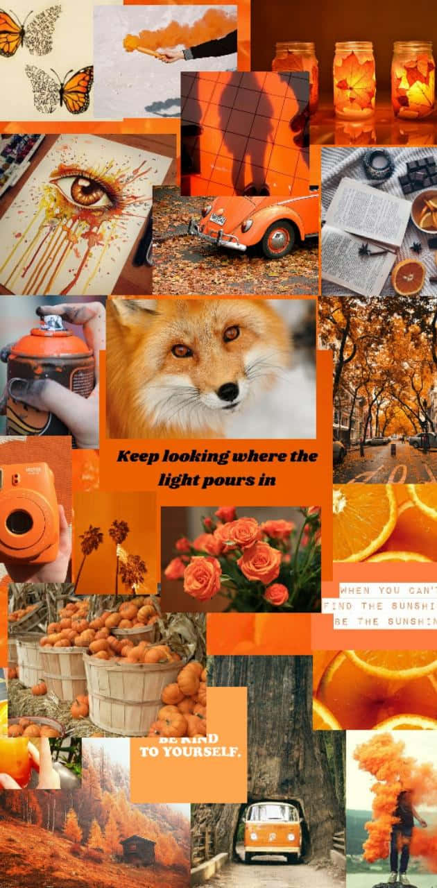 orange aesthetic phone, Fall Season, foxes, HD Phone Wallpaper