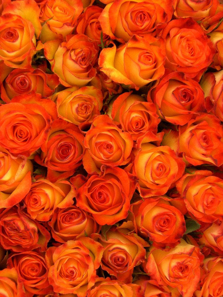 orange floral, vibrant orange roses, yellow roses, SD Phone Wallpaper