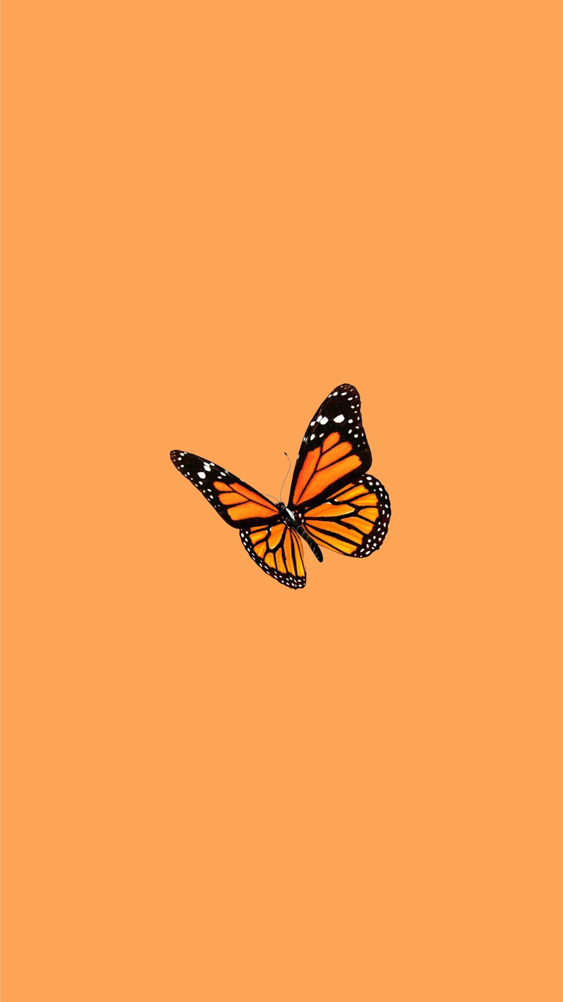Orange Aesthetic Phone, monarch butterfly, orange wings, 2K Phone Wallpaper