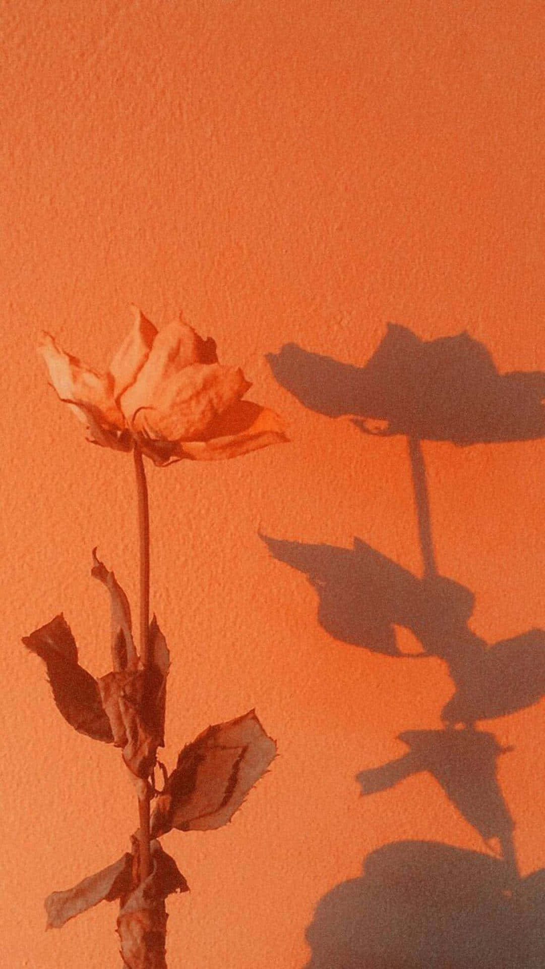 withered rose, textured orange wall, warm light, Full HD Phone Wallpaper