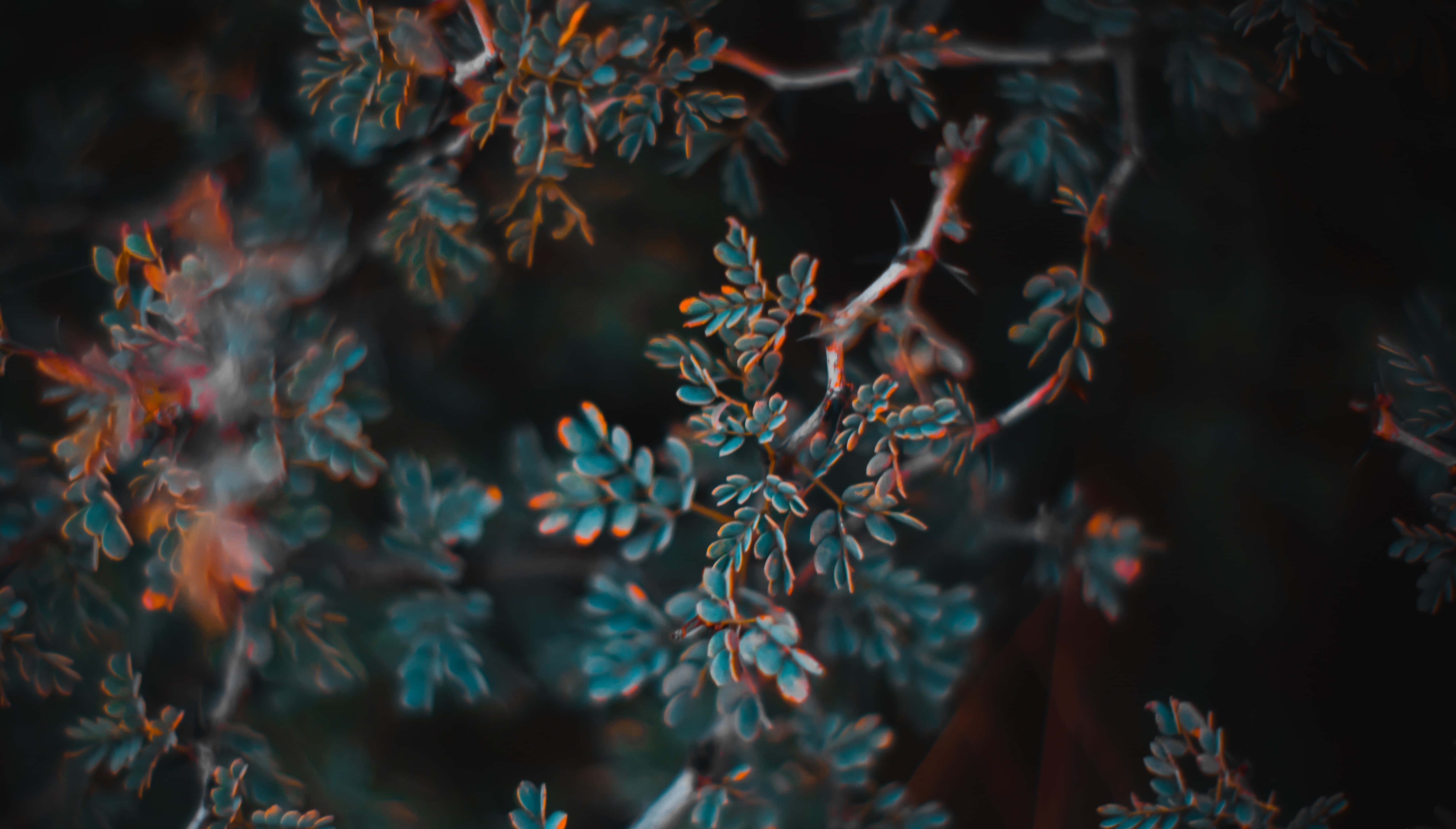 orange and teal, blue-green leaves, warm orange highlights, 5K Desktop Wallpaper
