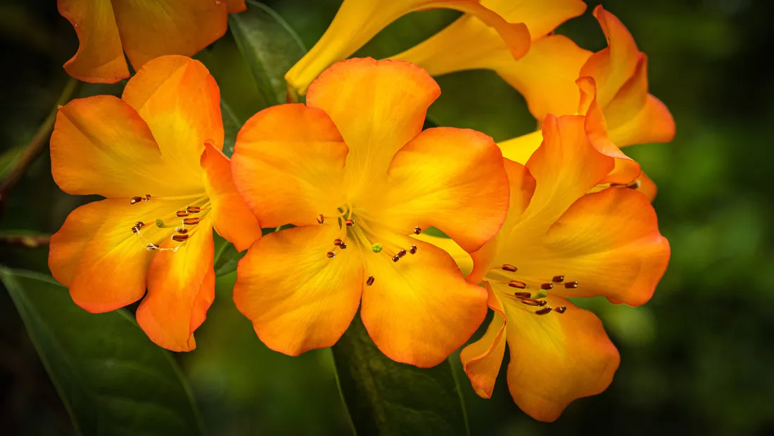 Orange And Yellow