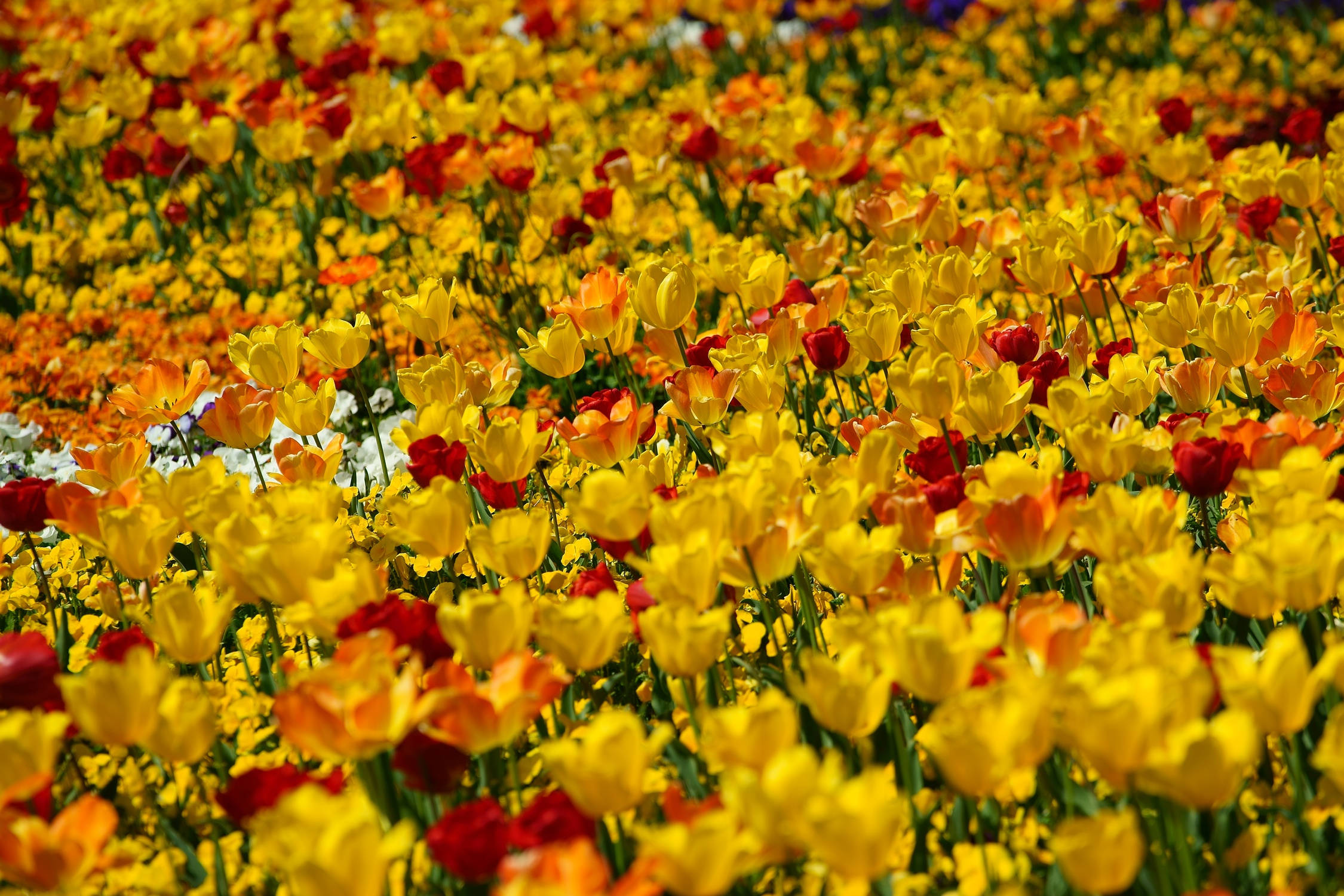 Orange And Yellow Tulip Field, yellow orange, red tulips, Full HD Desktop Wallpaper