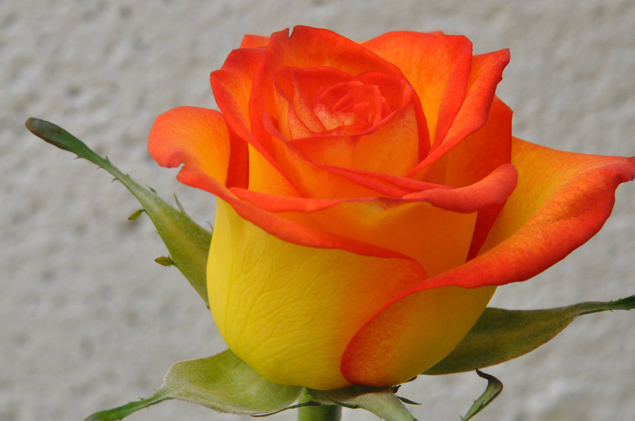 orange and yellow rose, delicate petals, soft textured background, Full HD Desktop Wallpaper