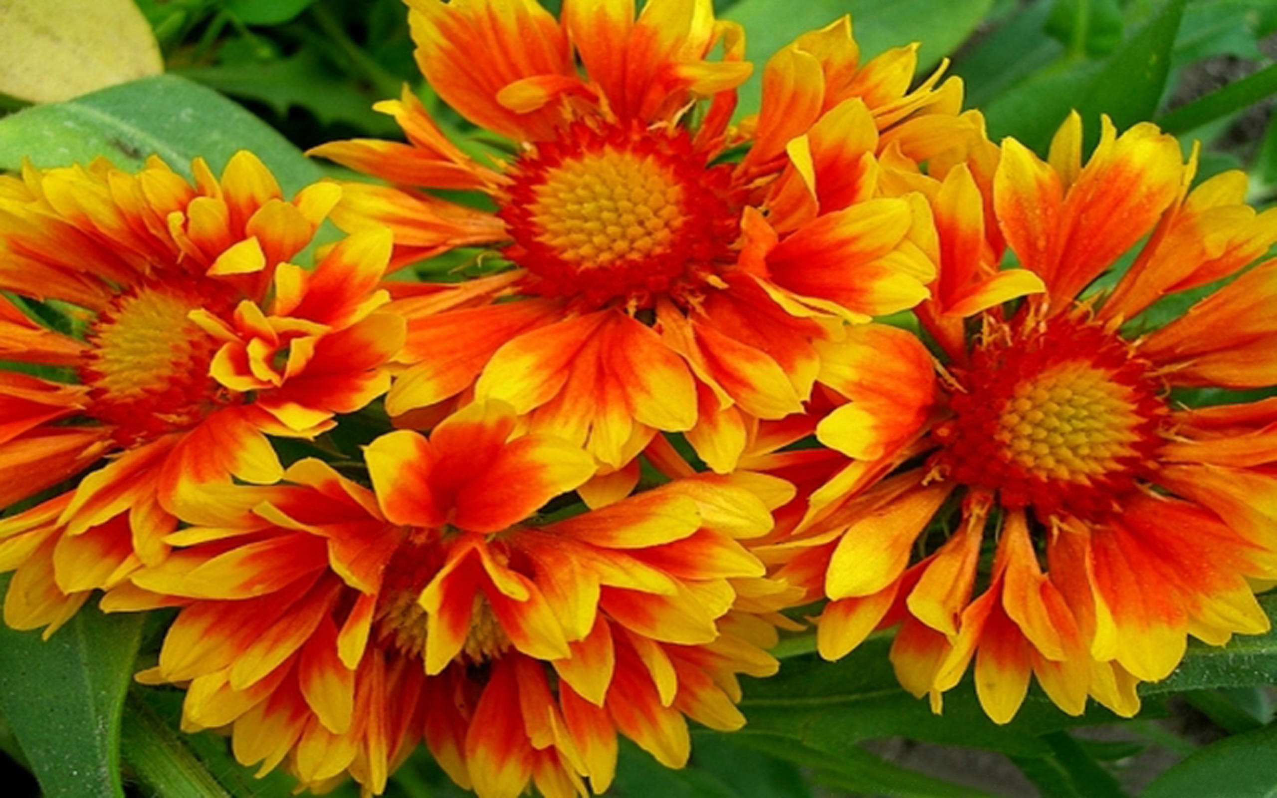 Orange And Yellow Blanket Flowers, vibrant orange, yellow blanket flowers, 2K Desktop Wallpaper