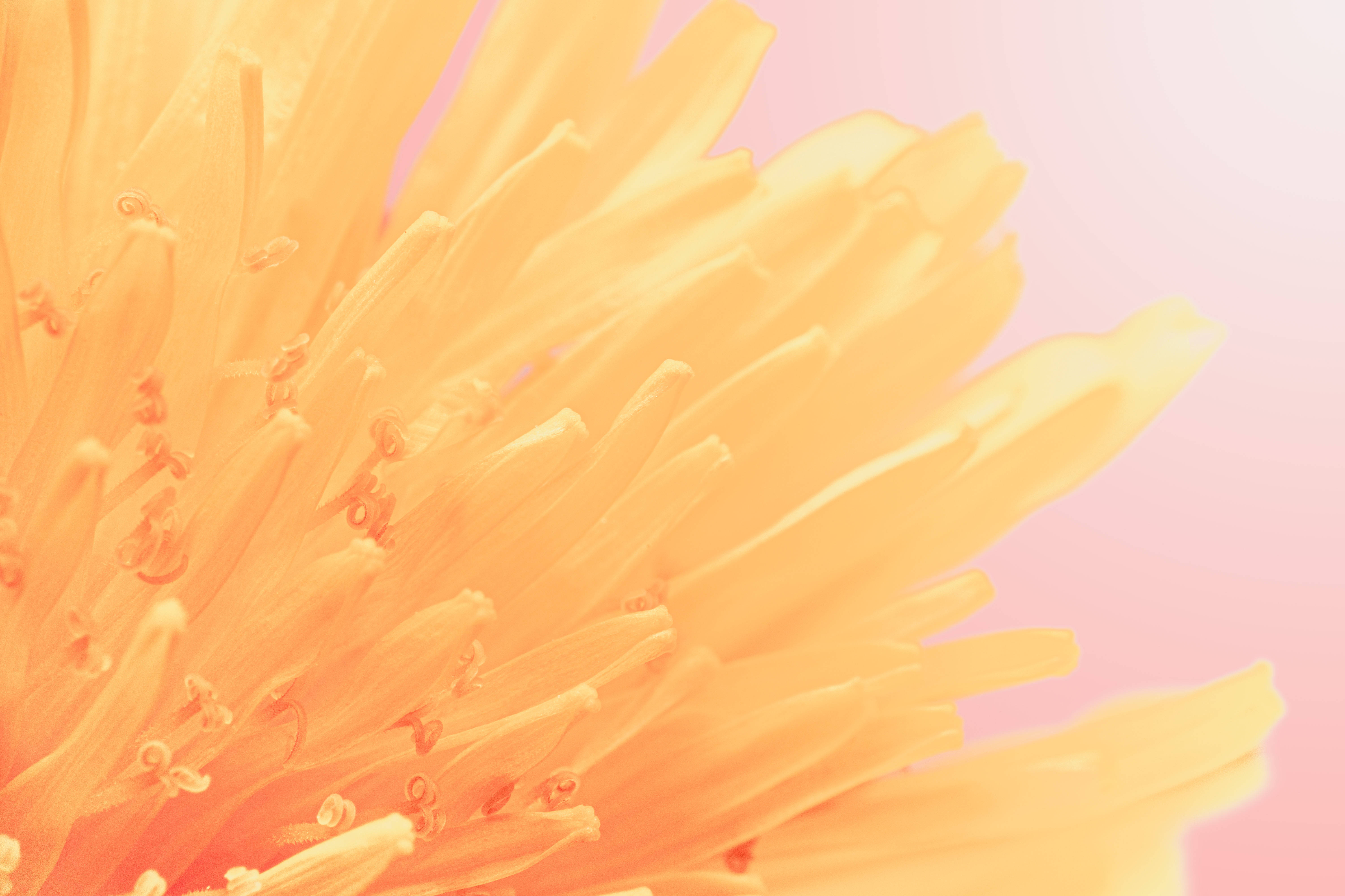 orange flower petal, soft pink background, delicate stamen details, 5K Desktop Wallpaper