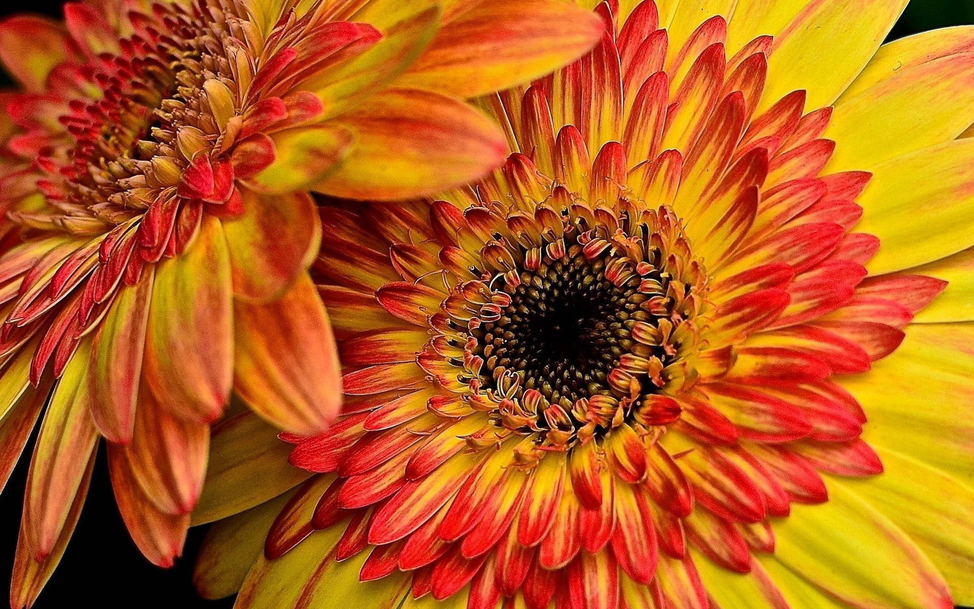 Orange And Yellow Gerbera Flowers, gerbera daisies, fiery red, Full HD Desktop Wallpaper