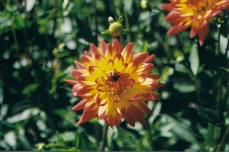 orange and yellow dahlia, soft-focus green garden backdrop, SD Desktop Wallpaper