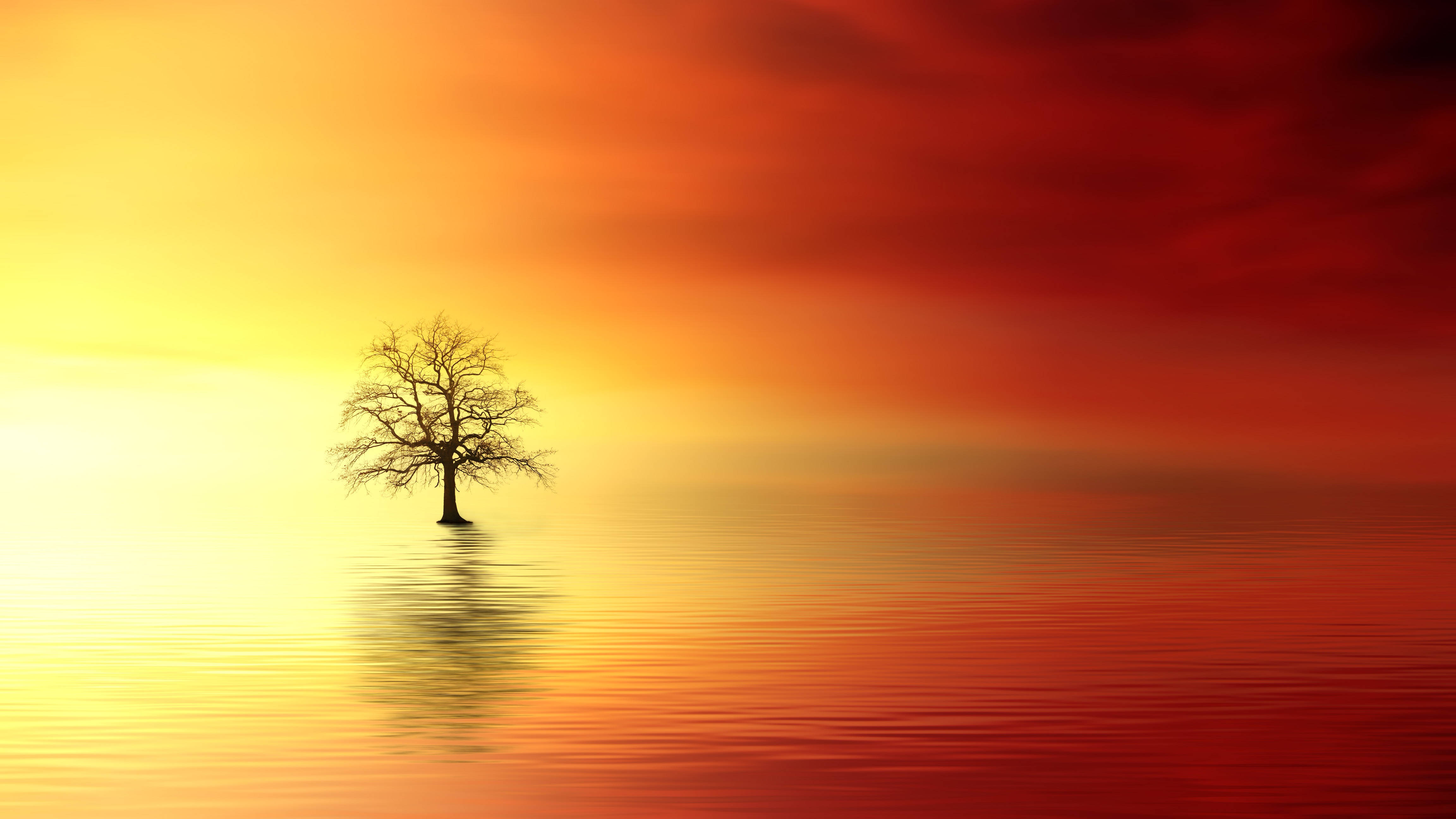 tree, calm water, fiery orange and red sunset sky, 4K Desktop Wallpaper
