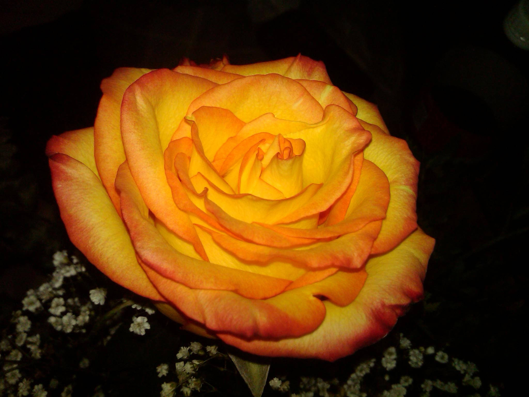 glowing orange and yellow rose, vibrant yellow and orange rose, delicate petals, Full HD Desktop Wallpaper