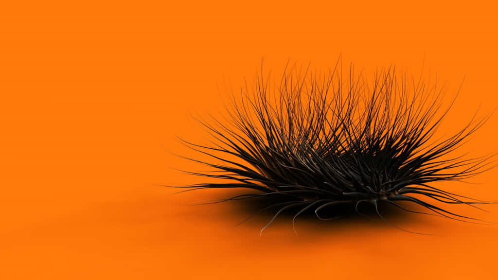 Cool Orange Sea Urchin, black spiky caterpillar, vibrant orange background, SD Desktop Wallpaper