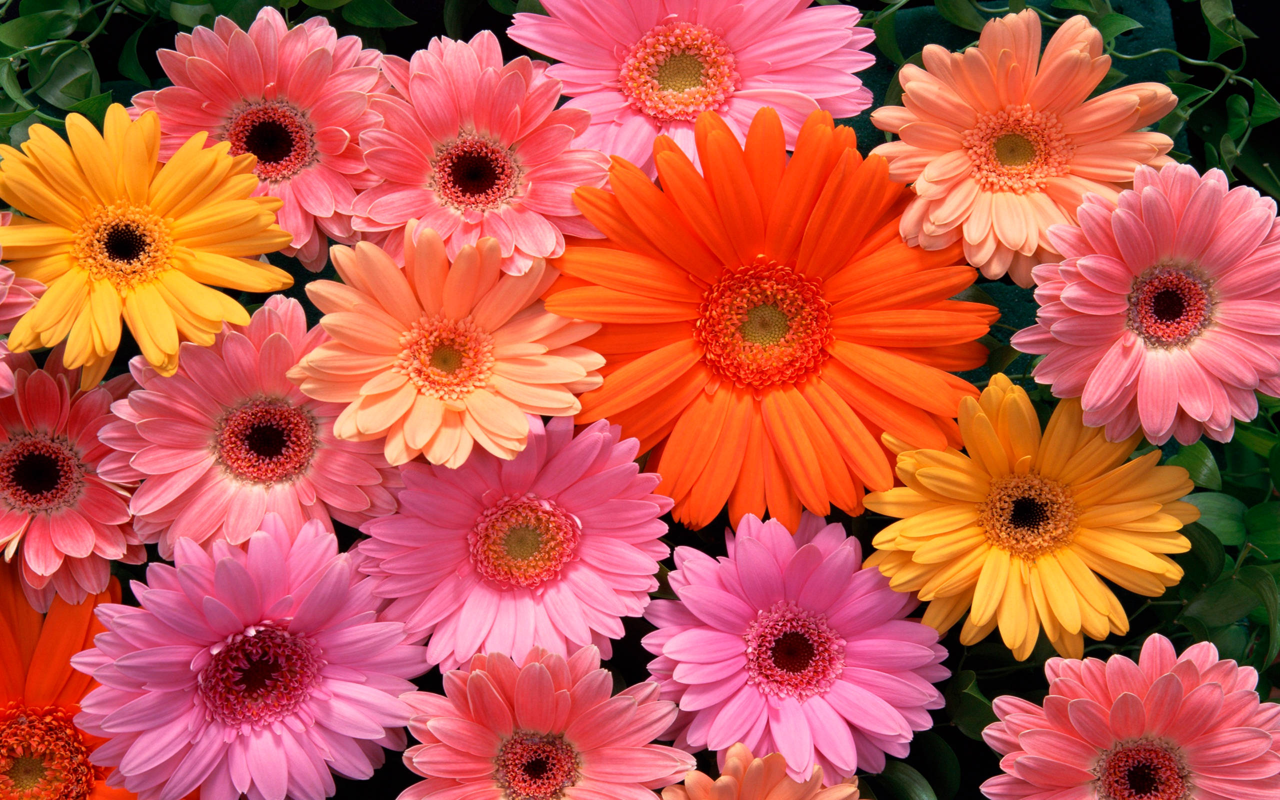 Gerbera daisies, pink, orange, 2K Desktop Wallpaper