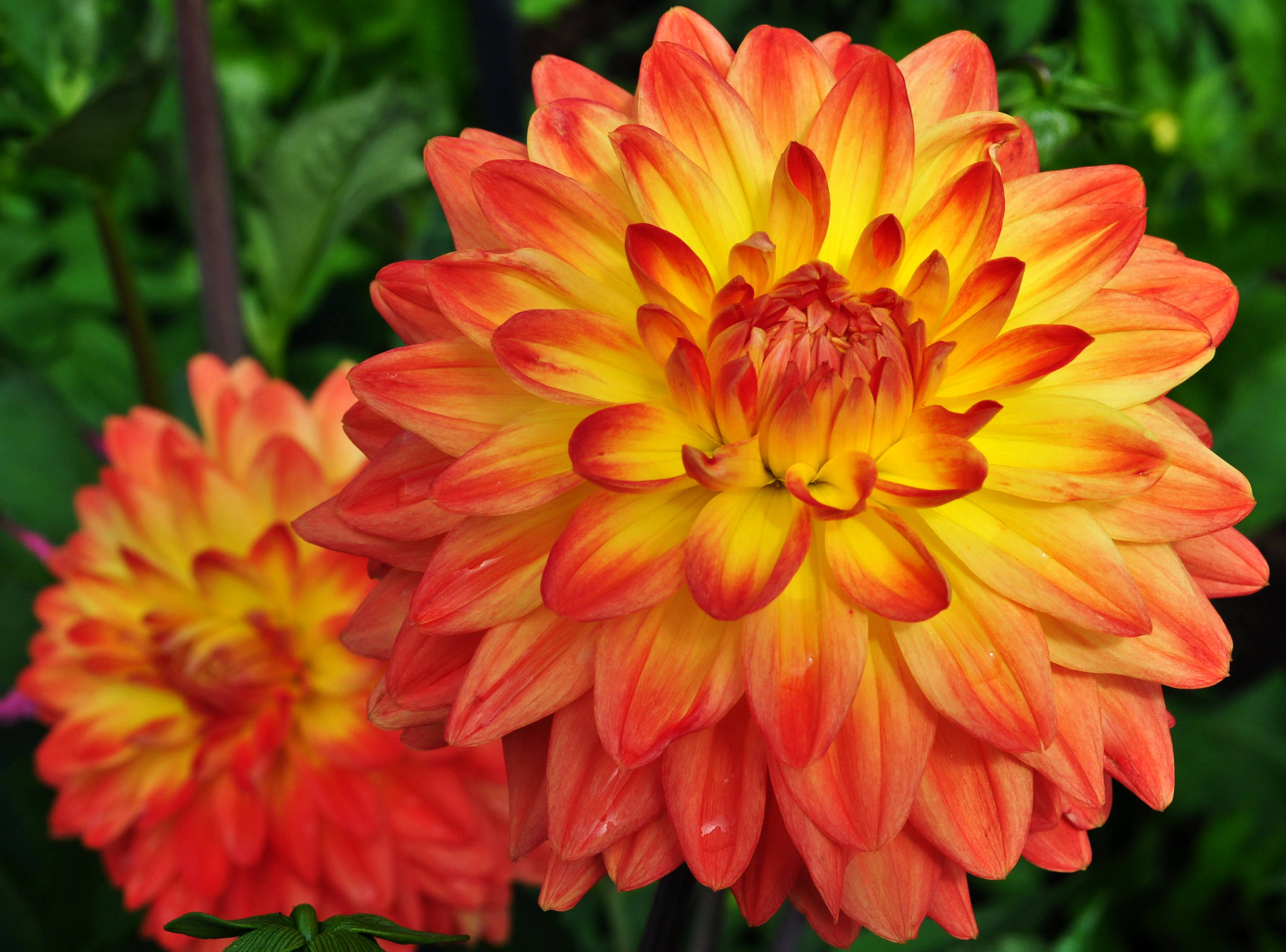 orange and yellow dahlia flowers, vibrant orange and yellow dahlia blooms, layered petals, 2K Desktop Wallpaper
